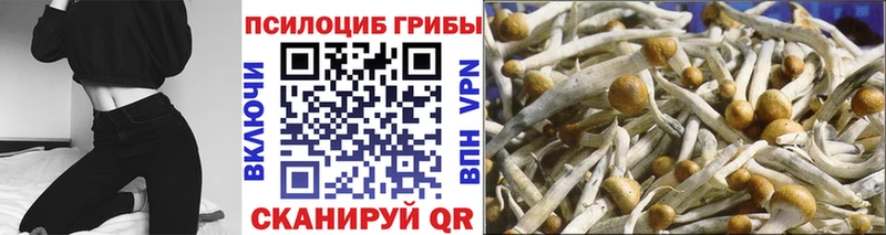 Псилоцибиновые грибы мицелий  где купить наркотик  Пучеж 